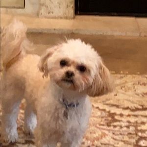 Meet your Posher, Patty